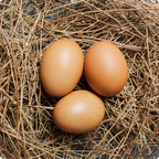 ORGANIC PASTURE RAISED EGGS